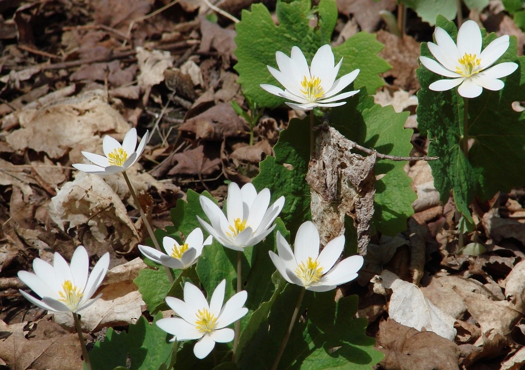 Blutwurz, Sanguinaria canadensis, Major