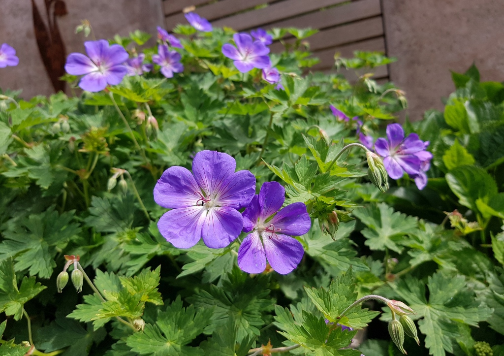 Storchschnabel, Geranie, Himalaya-Storchschnabel, Geranium himalayense, Baby Blue