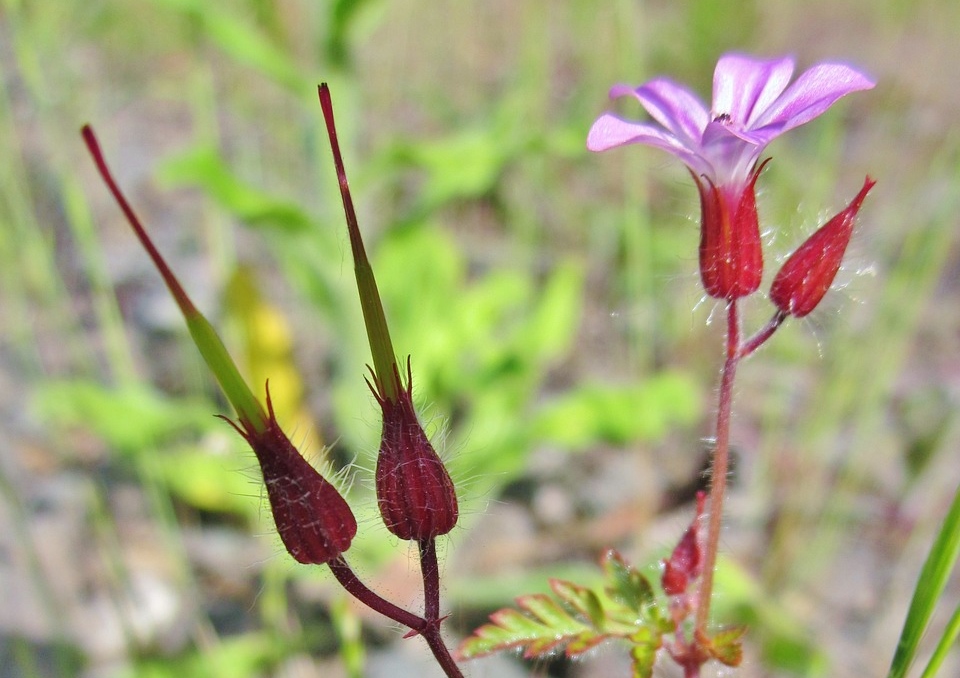 Storchschnabel, Geranien, Ruprechtskraut, Geranium robertianum