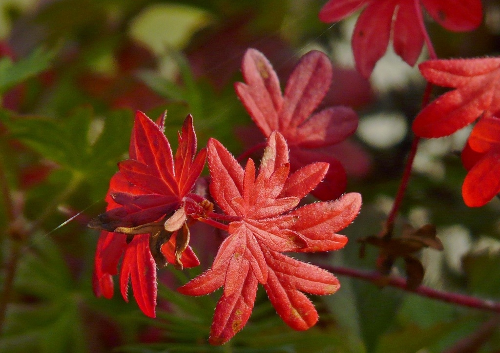 Storchschnabel, Geranien, Geranium, Blutroter Storchschnabel, Geranium sanguineum