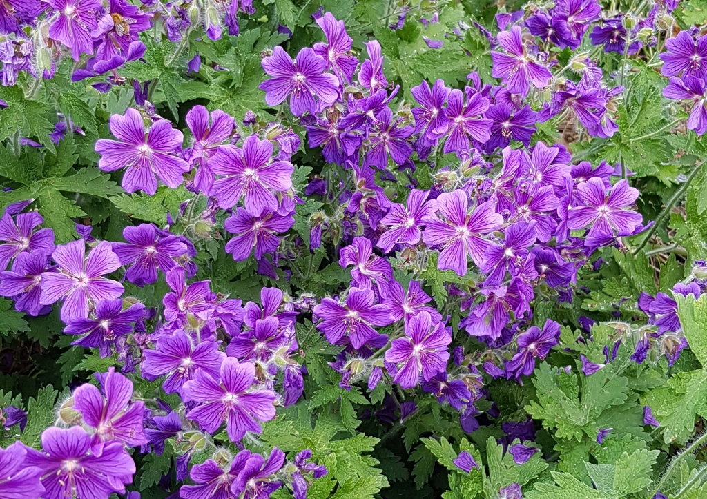 Pracht-Storchschnabel, Garten-Geranie, Geranium x magnificum, Rosemore