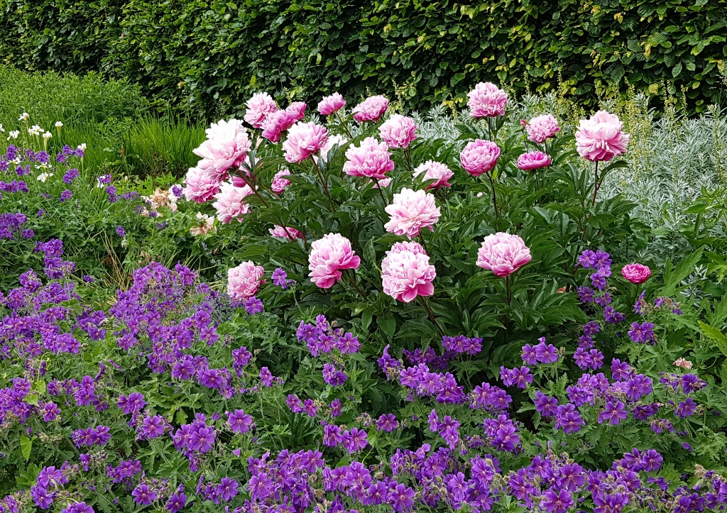 Pracht-Storchschnabel, Garten-Geranie, Geranium x magnificum, Rosemore