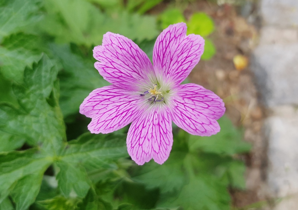 Storchschnabel, Geranien, Geranie, Geranium, Wald-Geranie, Geranium sylvaticum, Baker's Pink