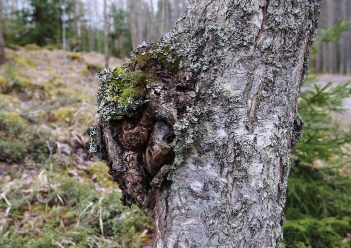 Chaga Pilz, Chaga, Schiefer Schillerporling, Inonotus obliquus, Heilpilz