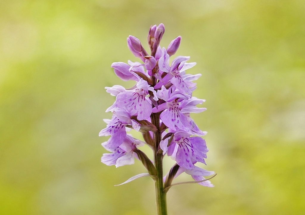 Knabenkraut, Orchis, Helm-Knabenkraut, Orchis militaris