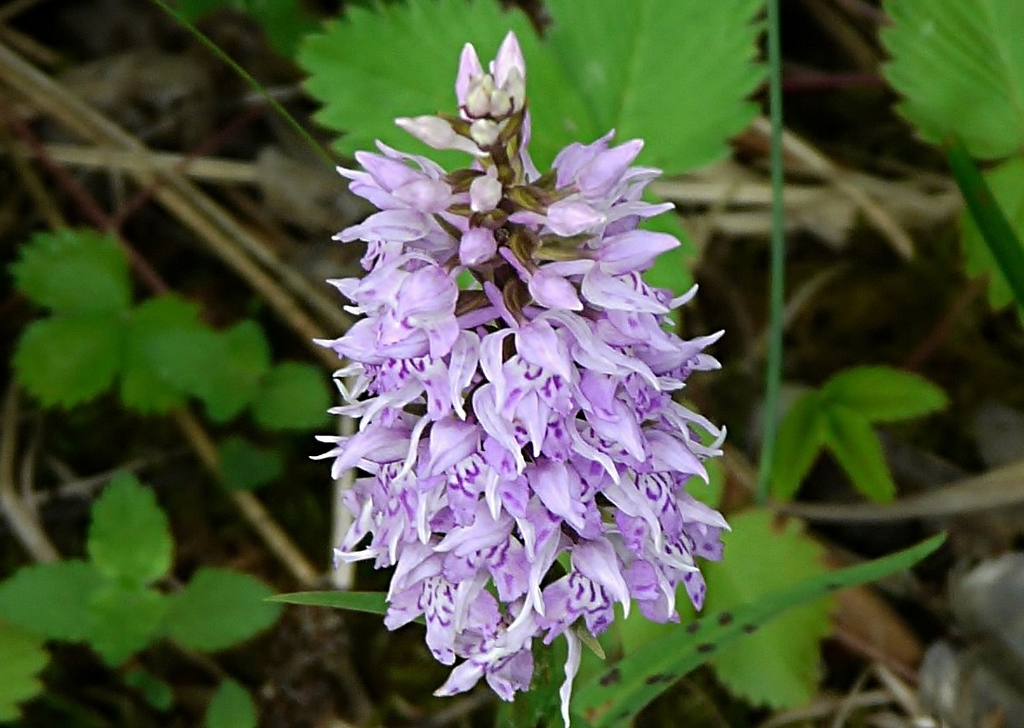 Knabenkraut, Geflecktes Knabenkraut, Dactylorhiza maculata