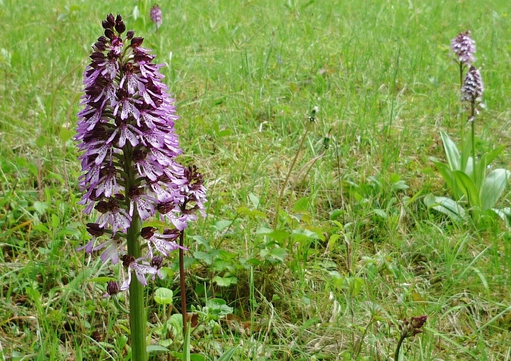 Knabenkraut, Purpur-Knabenkraut, Orchis purpurea