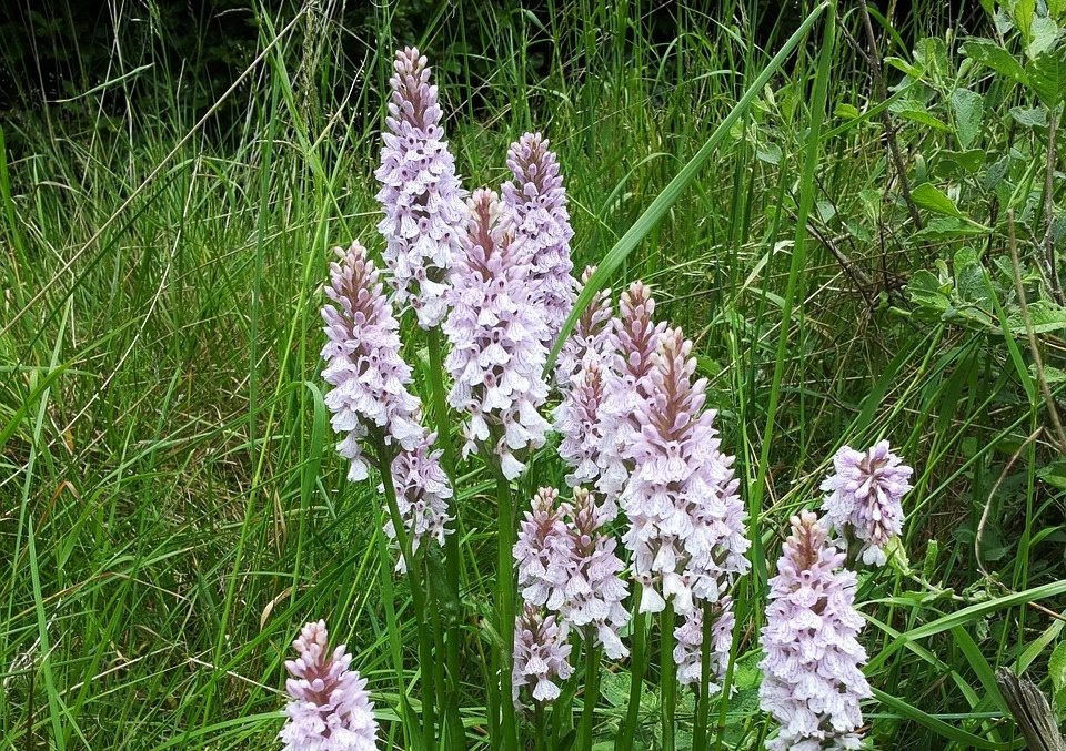 Orchis, Knabenkräuter