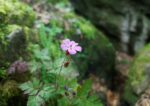 Stinkender Storchschnabel, Ruprechtskraut