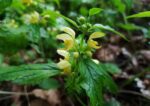 Taubnessel, Goldnessel, Lamium, Silber-Goldnessel, Lamium argentatum