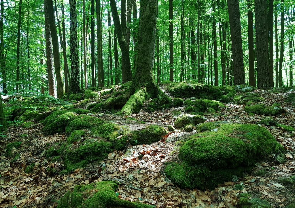 Druidenhain, Wohlmannsgesees, Fränkische Schweiz, Fränkischer Jura