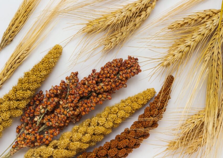 Getreidesorten, Weizen, Hirse, Gerste