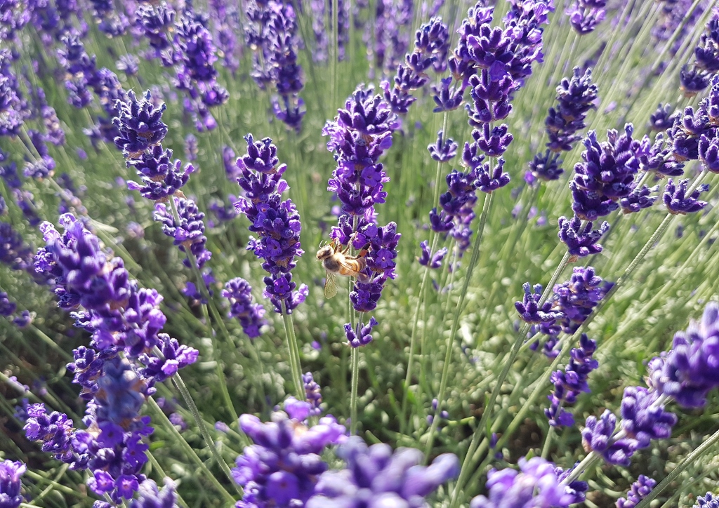 Lavendel, Echter Lavendel, Lavandula angustifolia