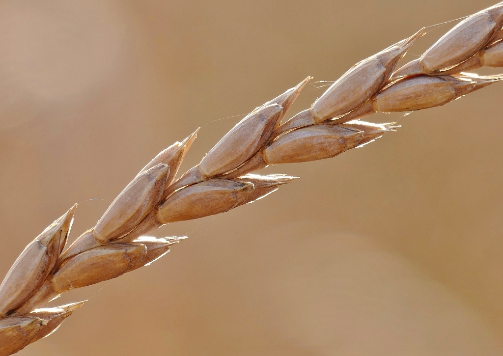 Dinkelähre, Triticum spelta