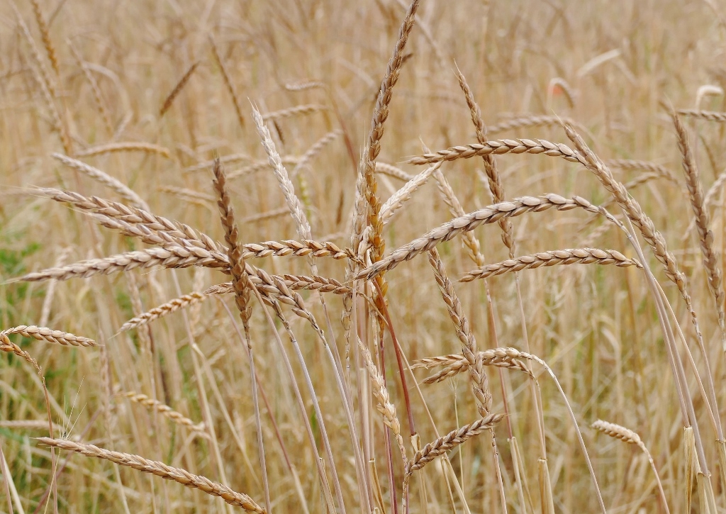 Dinkel, Triticum spelta