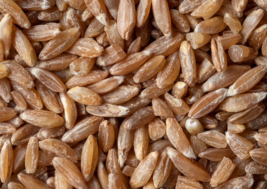 Dinkel, Triticum spelta