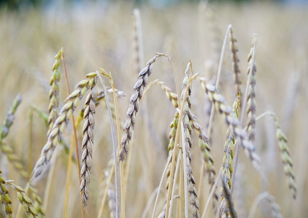 Dinkelähren, Triticum spelta