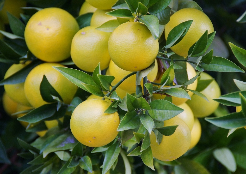 Grapefruit, Grapefruitbaum, Paradiesapfel, Citrus paradisi