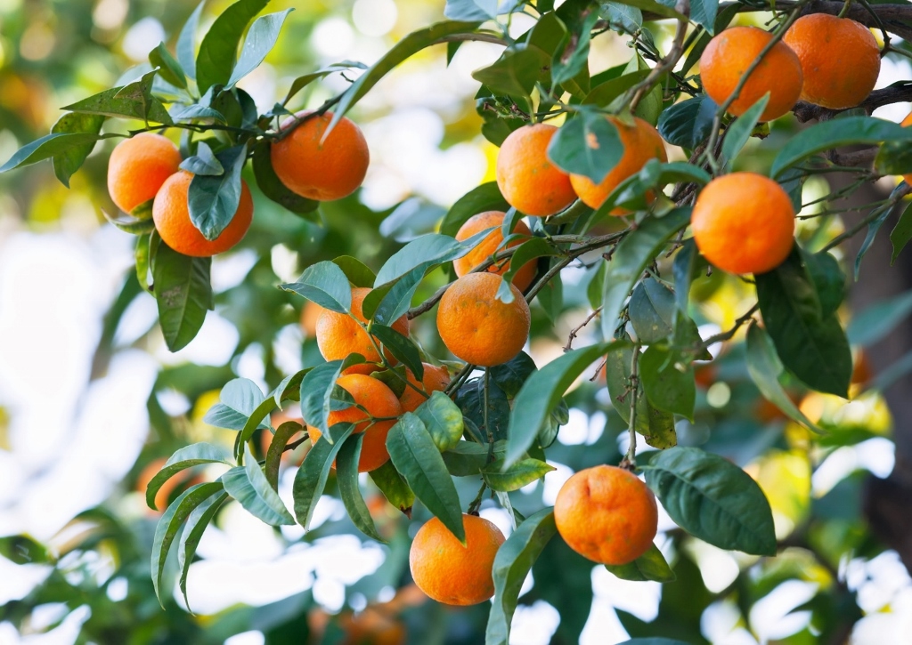 Mandarine, Mandarinenbaum, Citrus reticulata