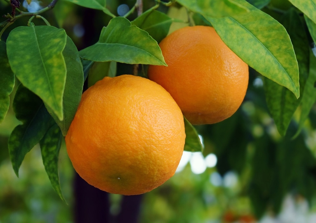Orangenbaum, Süße Orange, Citrus sinensis
