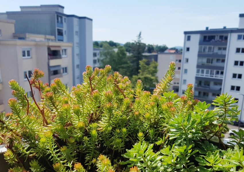 Urban Gardening