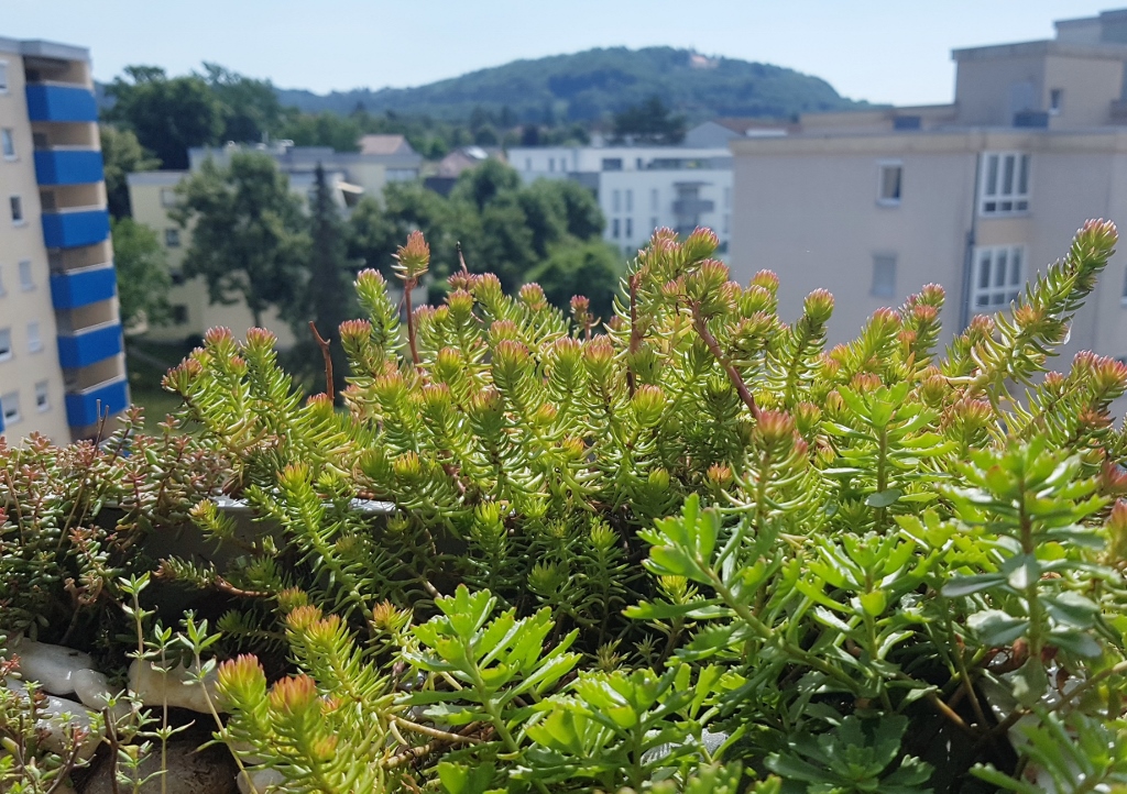 Urban Gardening