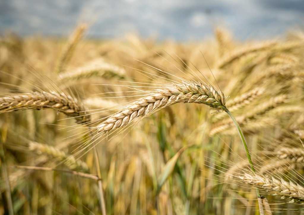 Weichweizen, Triticum aestivum