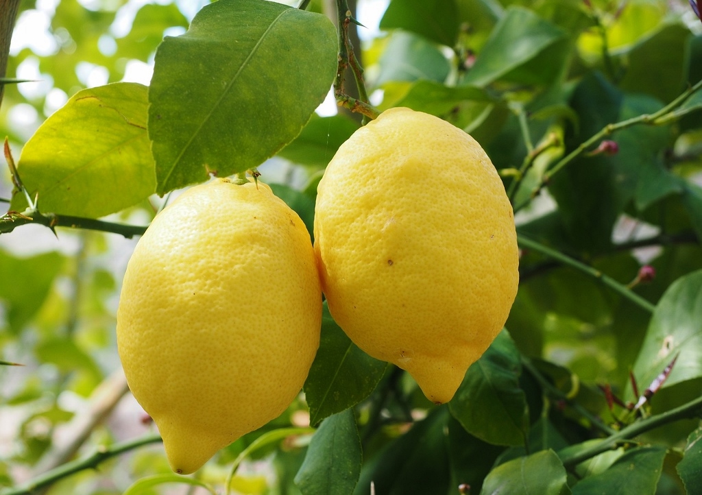 Zitrone, Zitronenbaum, Citrus x limon, Rautengewächse