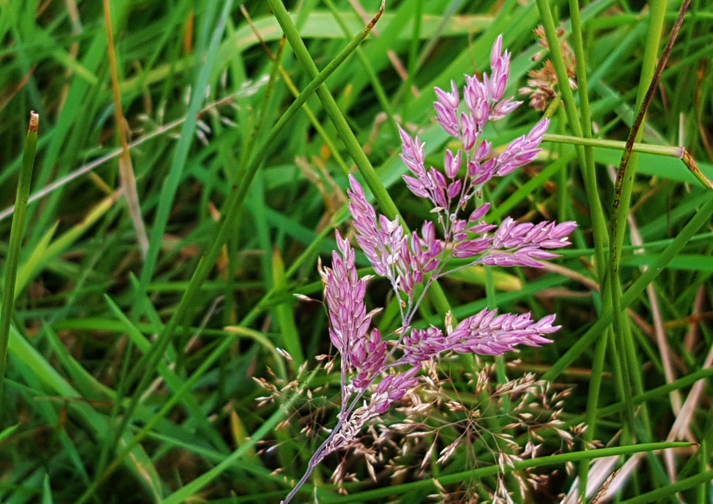 Amethyst-Schwingel, Festuca amethystina