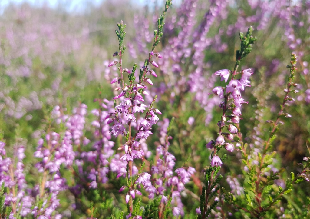 Besenheide, Calluna