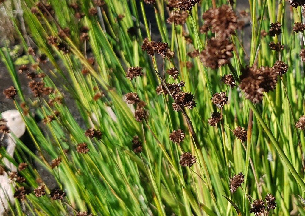 Sauergräser, Binse, Binsen, Flatter-Binse, Juncus, Juncus effesus