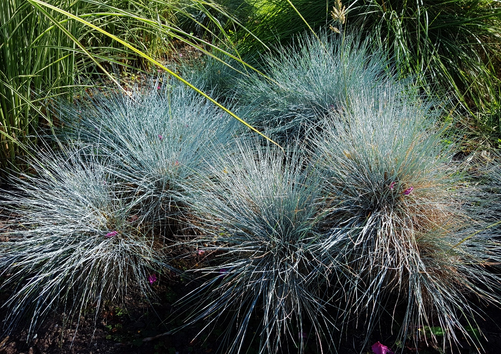 Blauschwingel, Festuca glauca, Schwingelgras