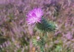 Distel