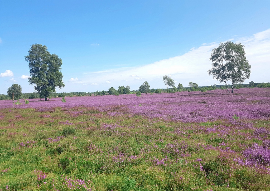 Lüneburger Heide, Osterheide