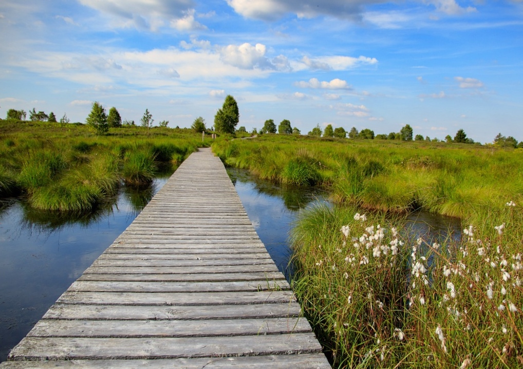 Wollgräser, Moorlandschaft