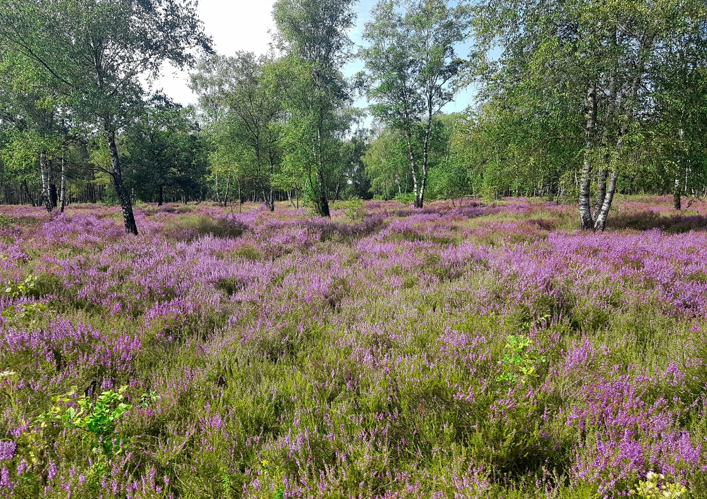 Lüneburger Heide, Osterheide