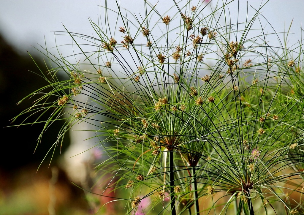 Zypergras, Papyrus, Cyperus Papyrus