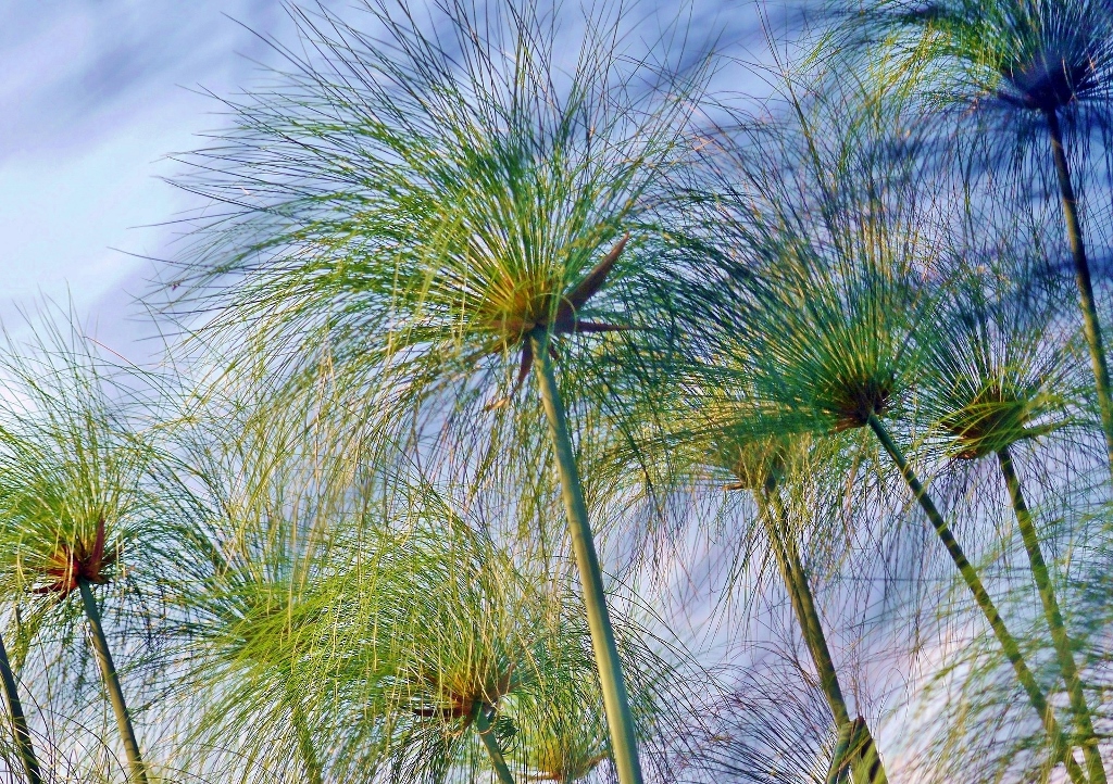 Papyrus, Cyperus papyrus