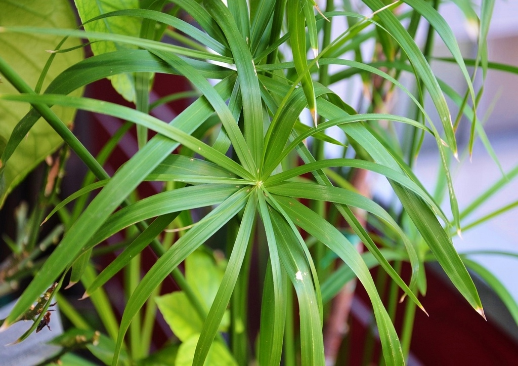 Papyrus, Cyperus papyrus, Zimmerpflanze