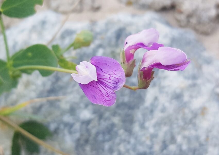 Platterbse, Strand-Platterbse, Lathyrus japonicus