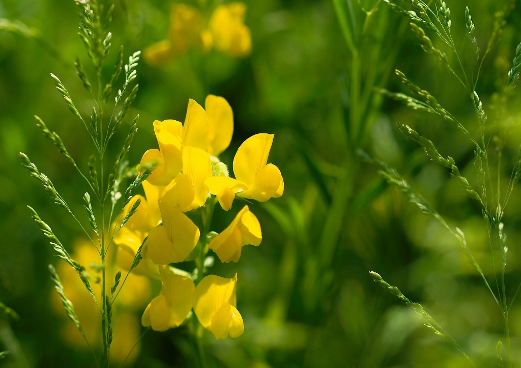 Platterbse, Wiesen-Platterbse, Lathyrus pratensis