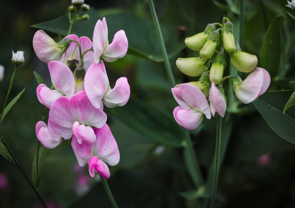 Duft-Wicke, Duft-Platterbse, Lathyrus odoratus