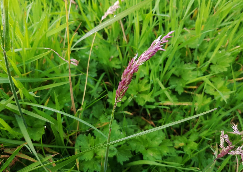 Schwingelgras, Rotschwingel, Festuca rubra