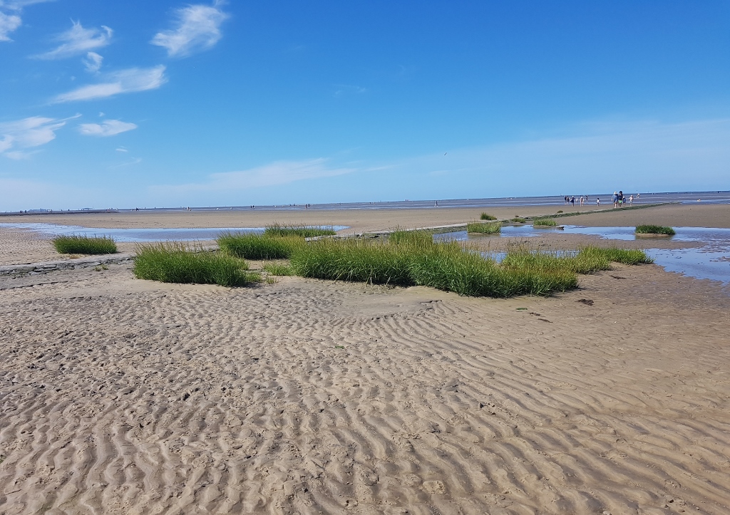 Schlickgras, Spartina, Salz-Schlickgras, Spartina anglica