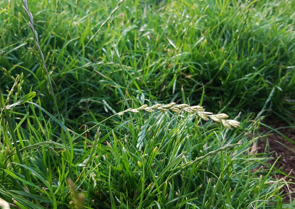 Schwingelgras, Schwingel, Festuca, Wiesen-Schwingel, Lolium pratense, Festuca pratensis