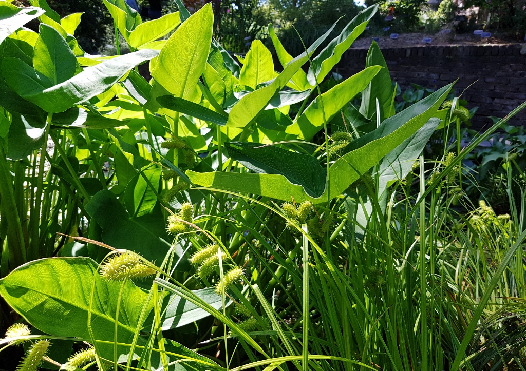 Carex, Froschlöffel