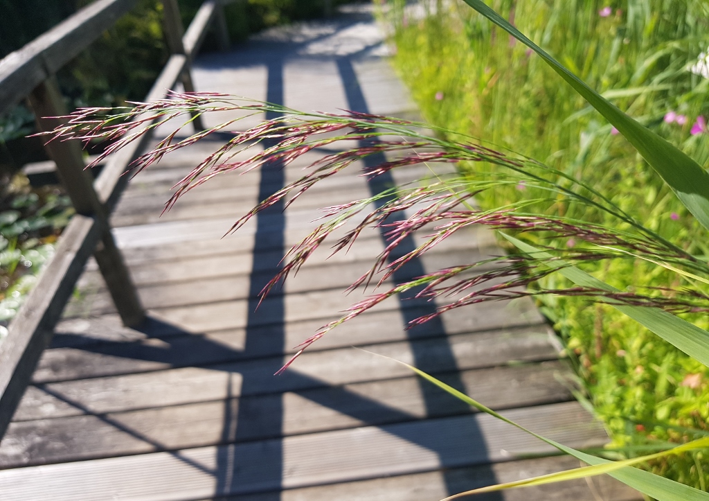 Sumpfgarten, Wege, Schilfrohr