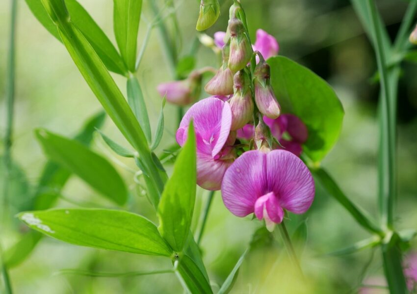 Zaun-Wicke, Vicia sepium, Wicke