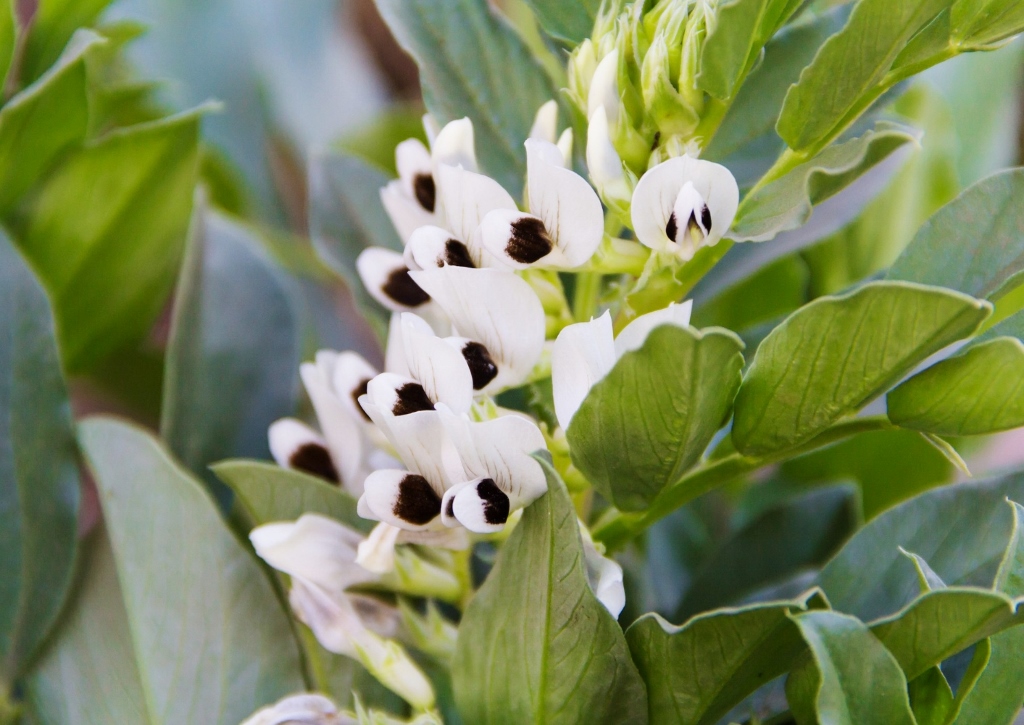 Ackerbohne, Vicia faba