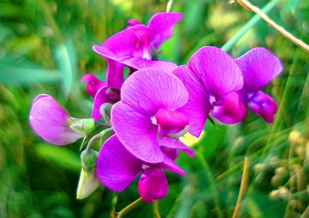 Zaun-Wicke, Vicia sepium, Wicke